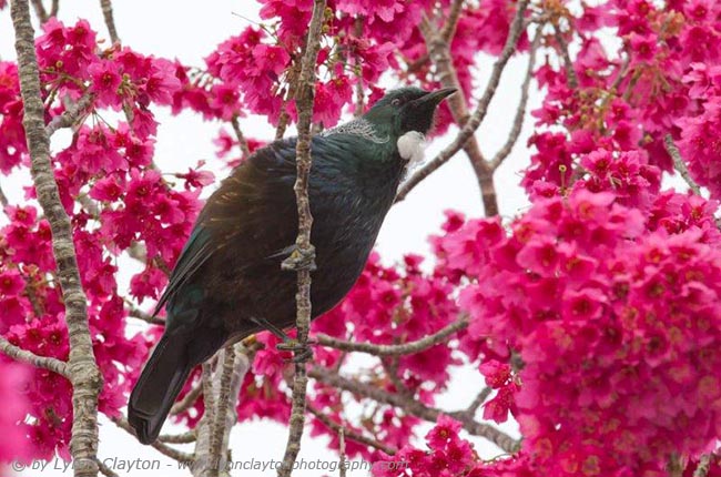 New Zealand Tui on Prunus Tree